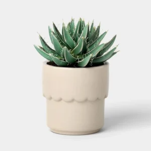Ceramic Modern Outdoor Planter – Cream, 4"x3.875" For Plants & Succulents